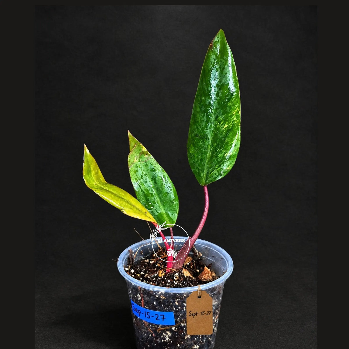 Philodendron Strawberry Shake Variegated (Sep-15-27)