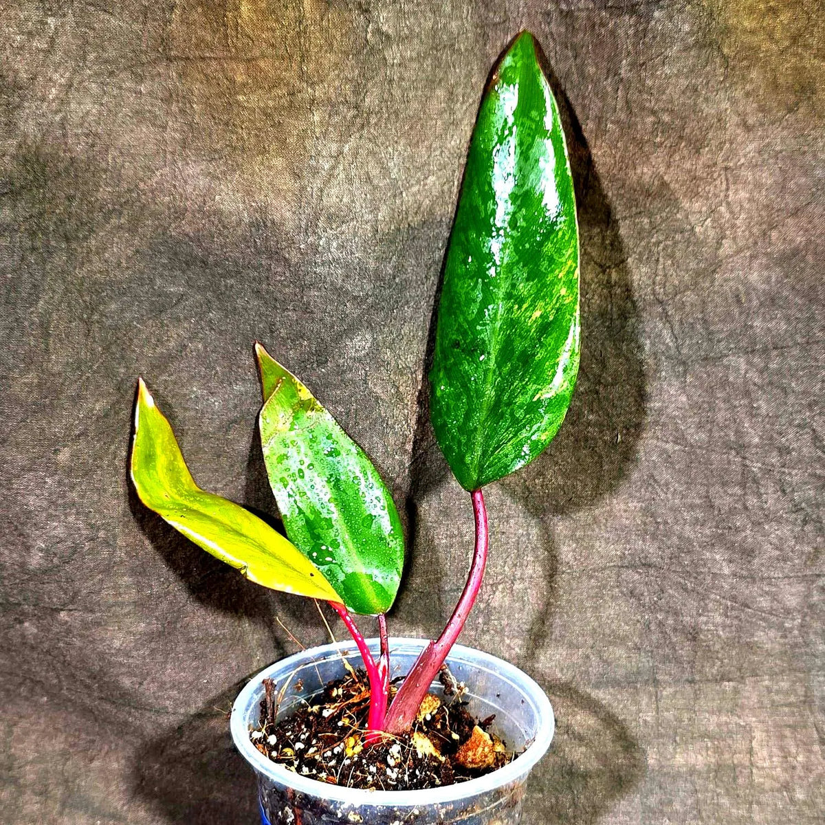 Philodendron Strawberry Shake Variegated (Sep-15-27)