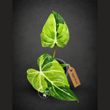 Philodendron Gloriosum Tricolor Variegated (Sep-16-22)