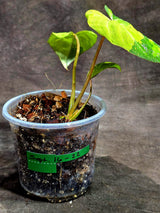 Philodendron Gloriosum Tricolor Variegated (Sep-16-22)