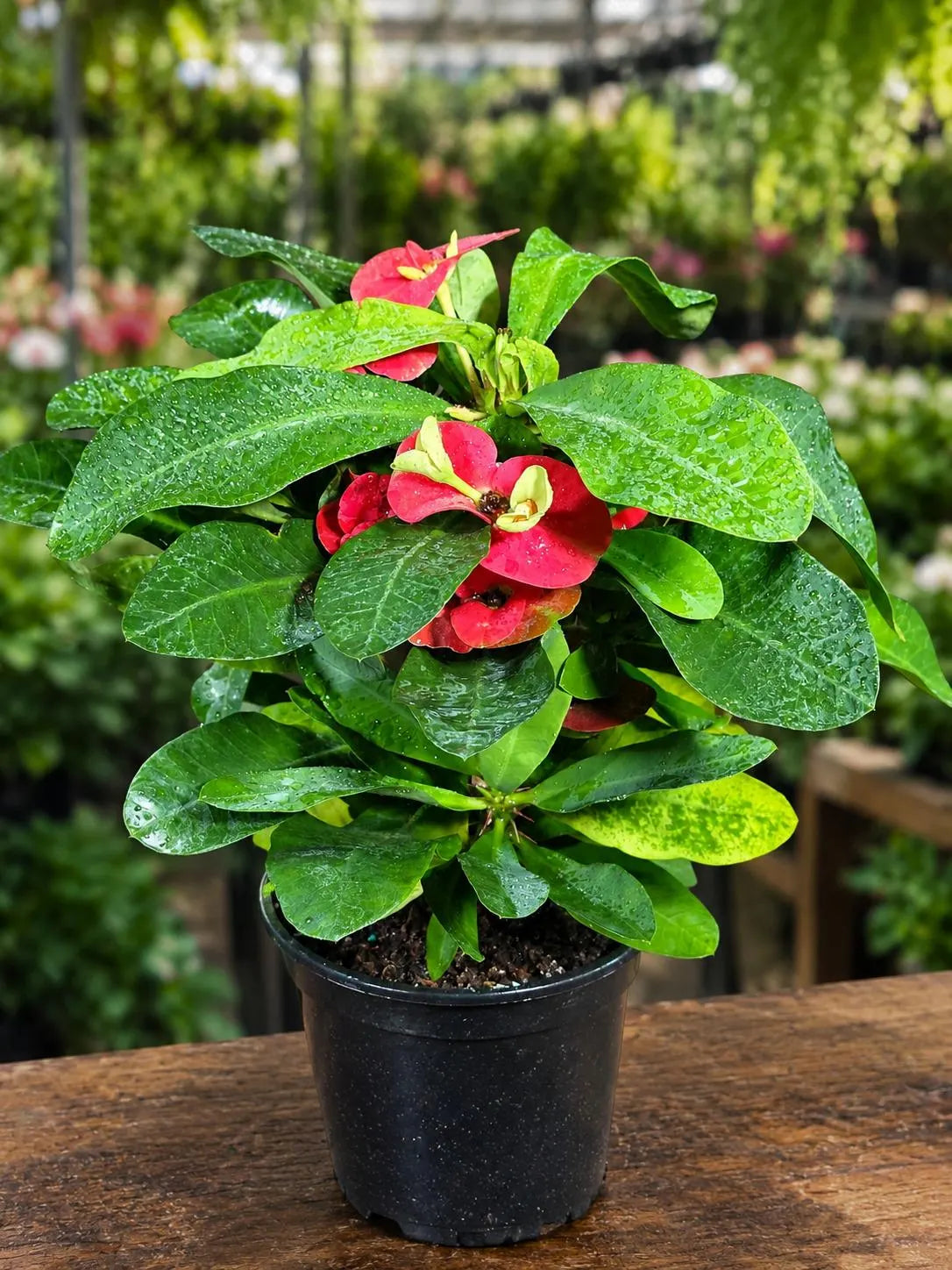Crown of Thorns Live Plant in 5" Nursery Pot - Euphorbia Milii Succulent - Flowering Indoor-Outdoor Plant - Easy Care Tropical Plant