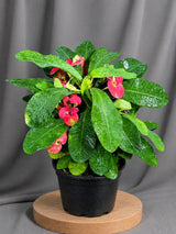 Crown of Thorns Live Plant in 5" Nursery Pot - Euphorbia Milii Succulent - Flowering Indoor-Outdoor Plant - Easy Care Tropical Plant