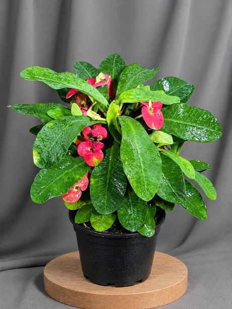 Crown of Thorns Live Plant in 5" Nursery Pot - Euphorbia Milii Succulent - Flowering Indoor-Outdoor Plant - Easy Care Tropical Plant