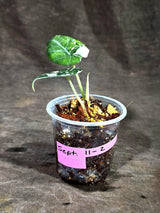 Alocasia Reginula Black Velvet Pink Variegated - (Sep-11-2-ER)