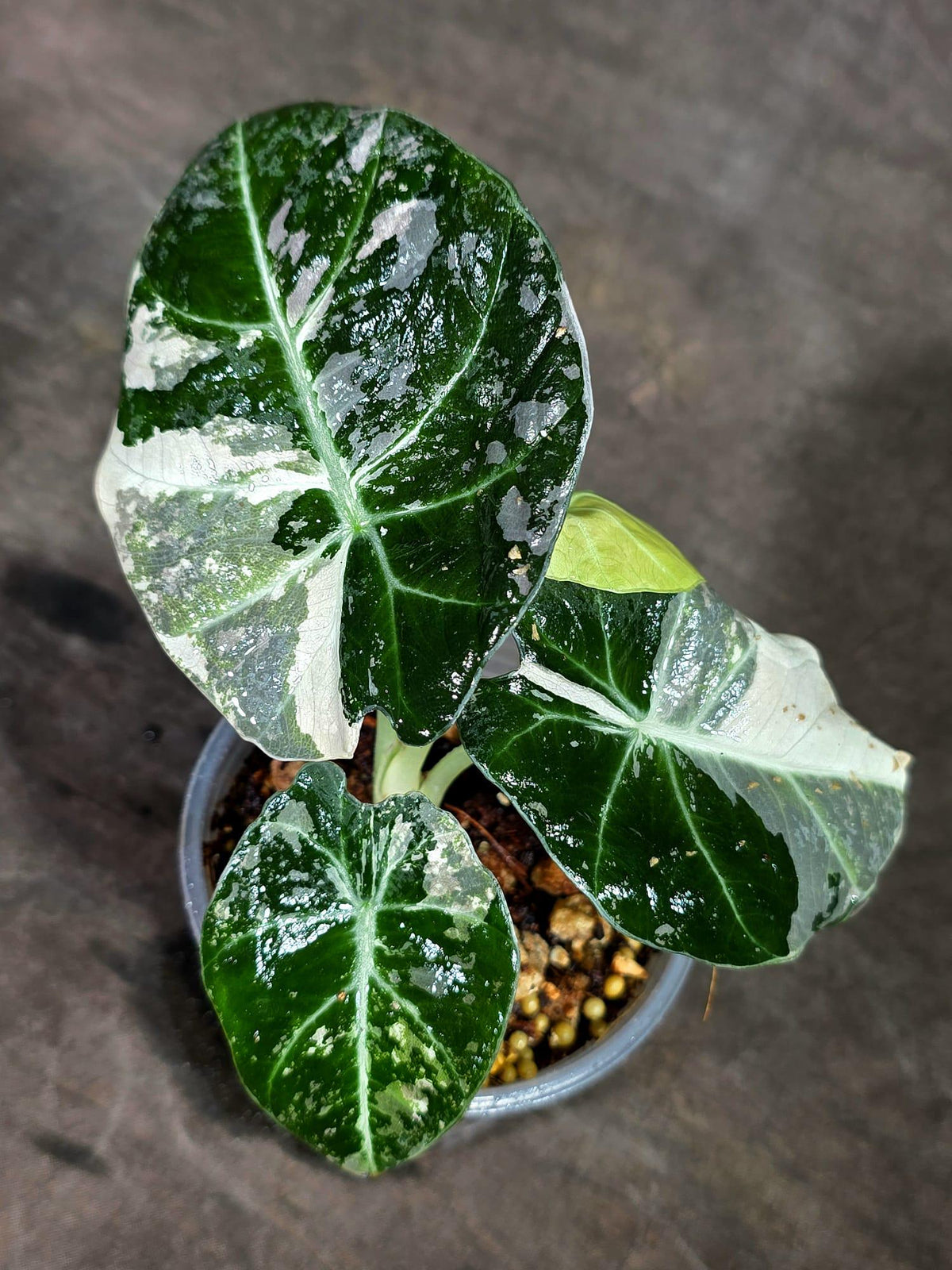 Alocasia Reginula Black Velvet Pink Variegated - (Sep-11-3-ER)