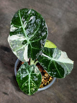 Alocasia Reginula Black Velvet Pink Variegated - (Sep-11-3-ER)