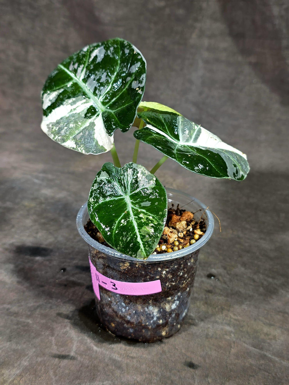 Alocasia Reginula Black Velvet Pink Variegated - (Sep-11-3-ER)