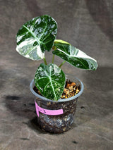 Alocasia Reginula Black Velvet Pink Variegated - (Sep-11-3-ER)