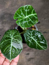 Alocasia Reginula Black Velvet Pink Variegated - (Sep-11-4-ER)