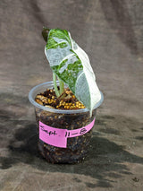 Alocasia Reginula Black Velvet Pink Variegated - (Sep-11-8-ER)