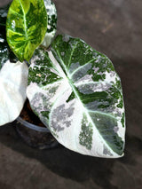 Alocasia Reginula Black Velvet Pink Variegated - (Sep-11-12-ER)
