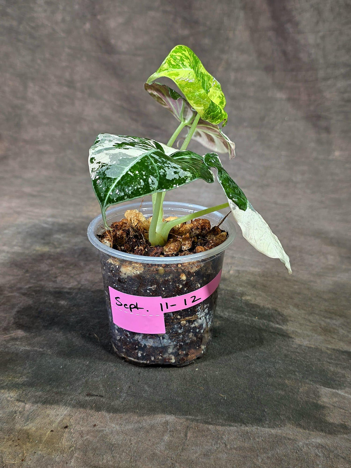 Alocasia Reginula Black Velvet Pink Variegated - (Sep-11-12-ER)