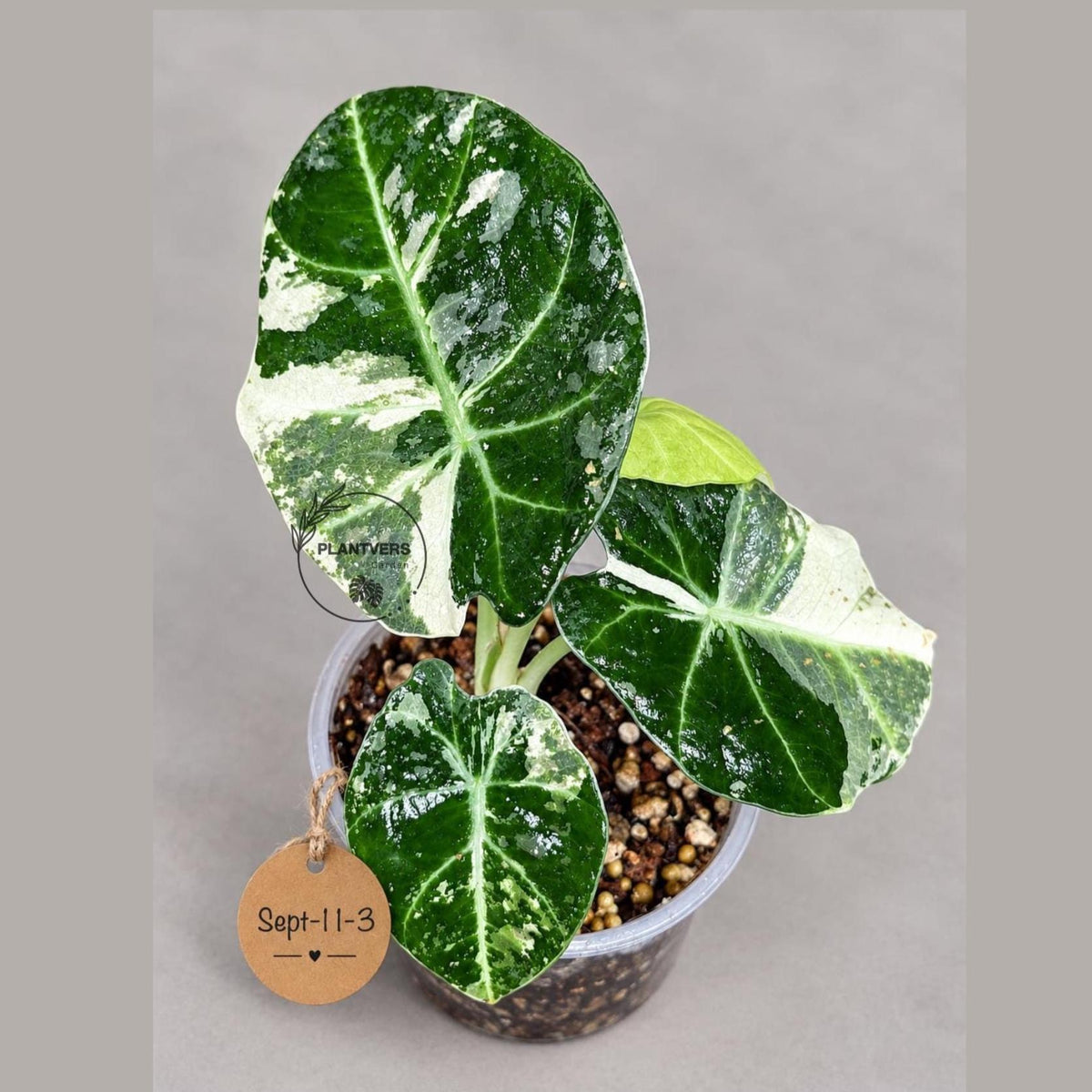 Alocasia Reginula Black Velvet Pink Variegated - (Sep-11-3-ER)