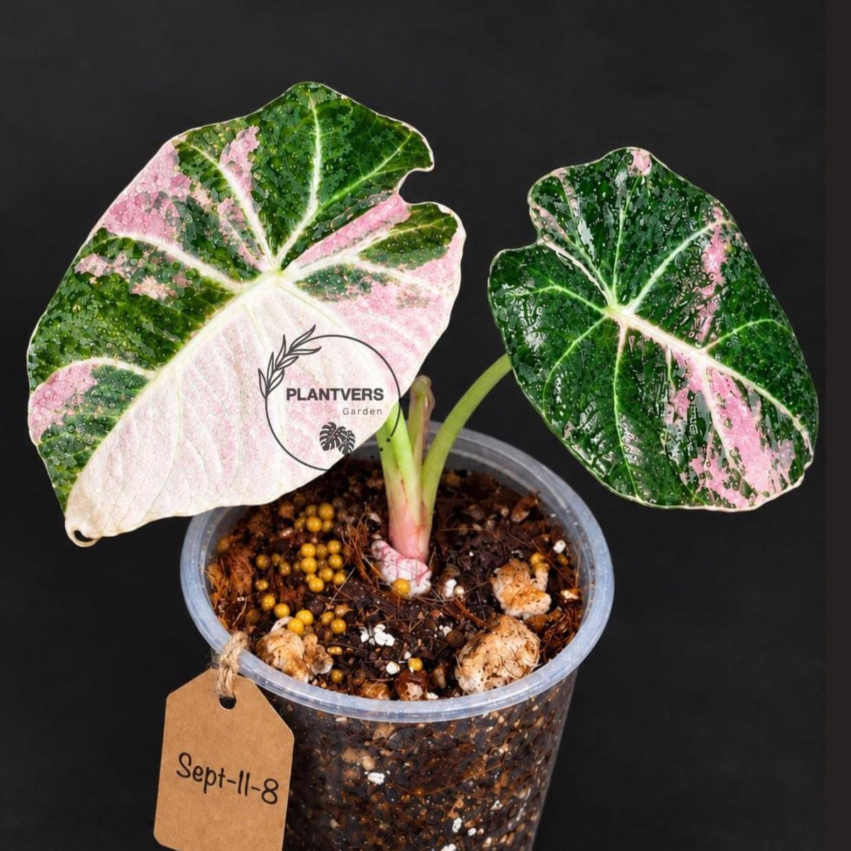Alocasia Reginula Black Velvet Pink Variegated - (Sep-11-8-ER)