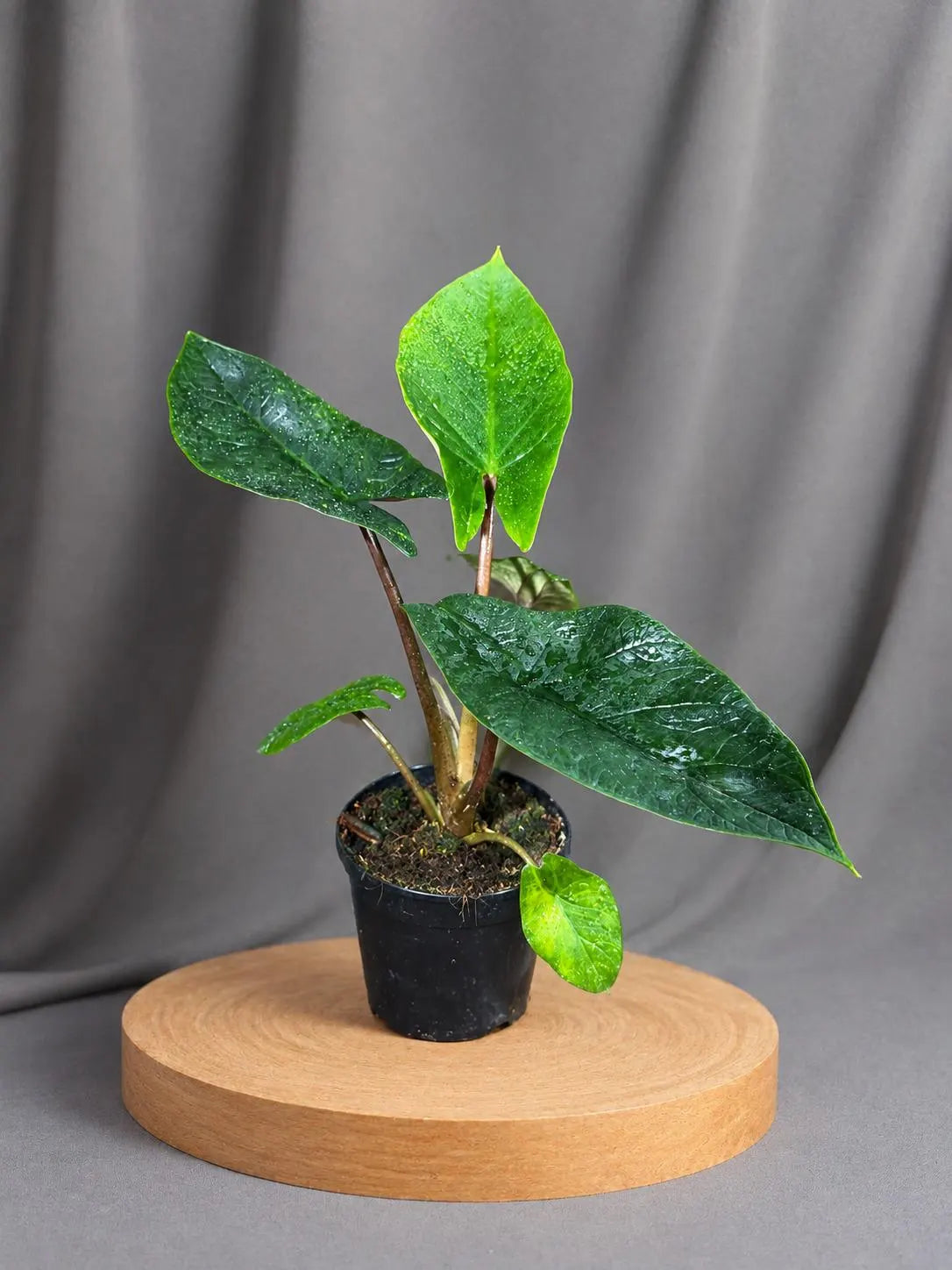 Alocasia Scalprum Live Plant in 4" Nursery Pot - Rare Alocasia - Silver Green Foliage - Tropical Collector Houseplant