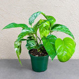 Epipremnum Pinnatum Albo Live Plant in 6" Nursery Pot - Variegated Dragon Tail Plant - Rare Tropical Houseplant