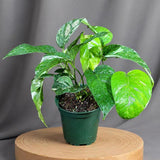 Epipremnum Pinnatum Albo Live Plant in 6" Nursery Pot - Variegated Dragon Tail Plant - Rare Tropical Houseplant