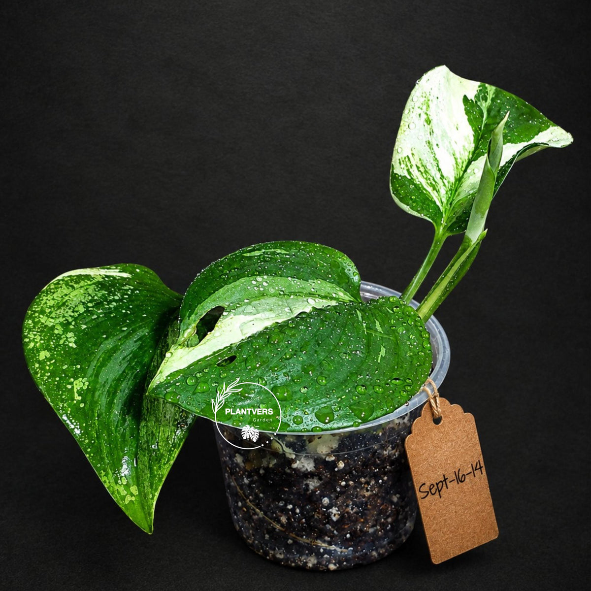 Scindapsus Moonlight Treubii Albo Variegated (Sep-16-14)
