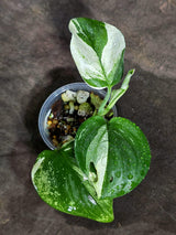 Scindapsus Moonlight Treubii Albo Variegated (Sep-16-14)
