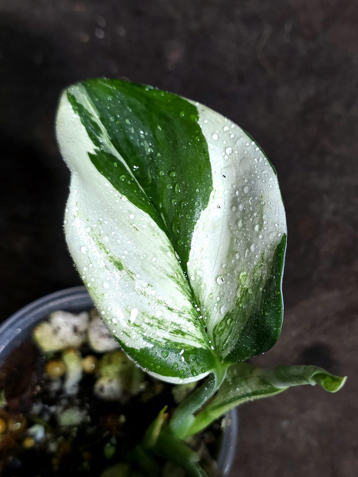 Scindapsus Moonlight Treubii Albo Variegated (Sep-16-14)