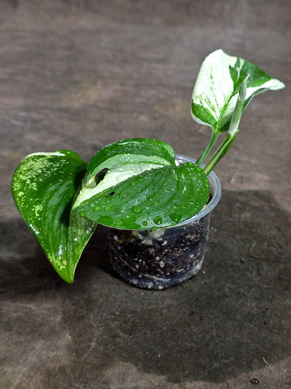 Scindapsus Moonlight Treubii Albo Variegated (Sep-16-14)