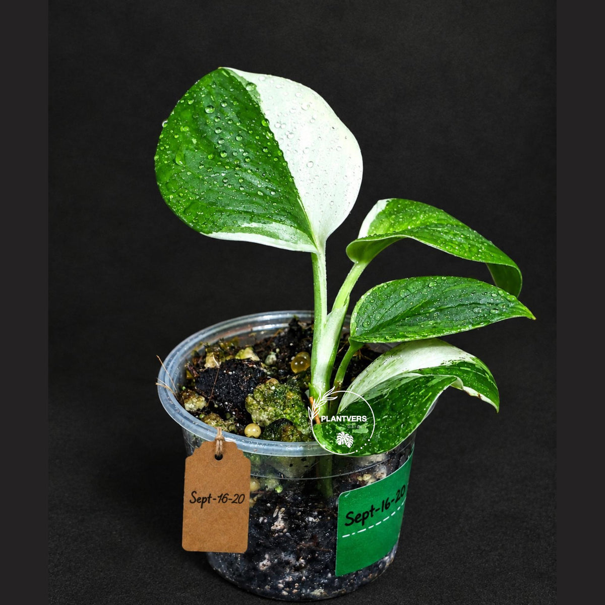 Scindapsus Moonlight Treubii Albo Variegated (Sep-16-20)