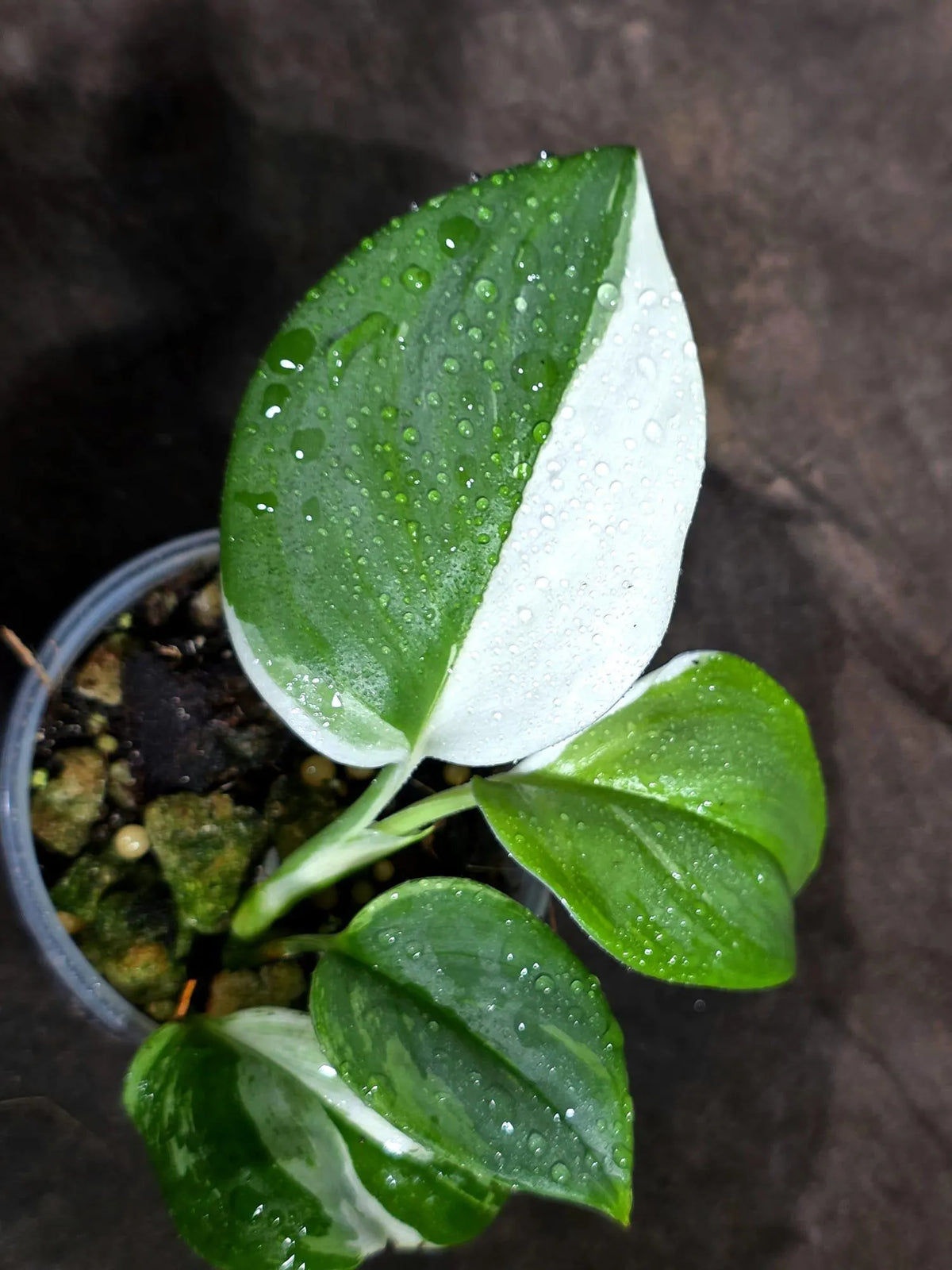 Scindapsus Moonlight Treubii Albo Variegated (Sep-16-20)