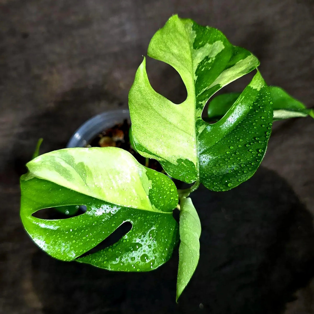 Rhaphidophora Tetrasperma Albo Variegated (Sep-15-24)