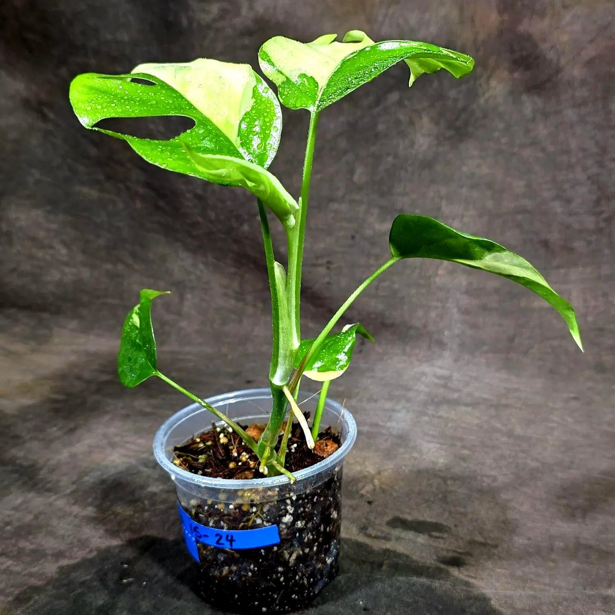 Rhaphidophora Tetrasperma Albo Variegated (Sep-15-24)