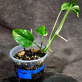 Rhaphidophora Tetrasperma Albo Variegated (Sep-15-24)