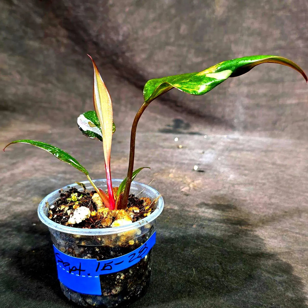 Variegated Philodendron Red Anderson - Rare Tricolor (Sep-15-28)