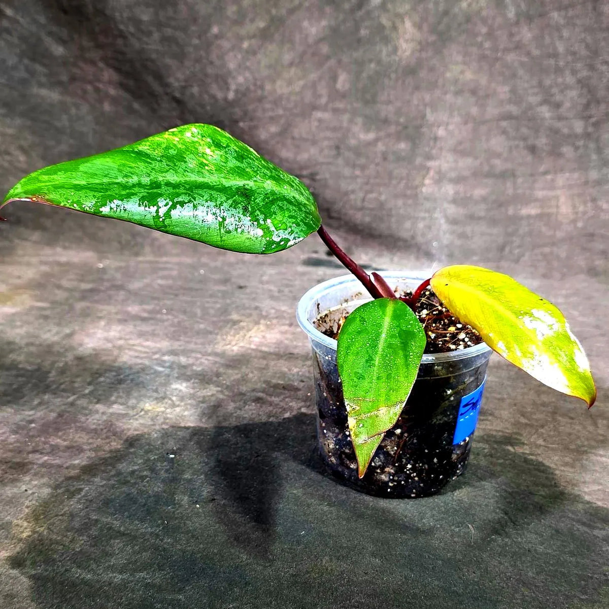Philodendron Strawberry Shake Variegated (Sep-15-27)