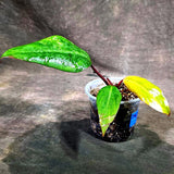 Philodendron Strawberry Shake Variegated (Sep-15-27)