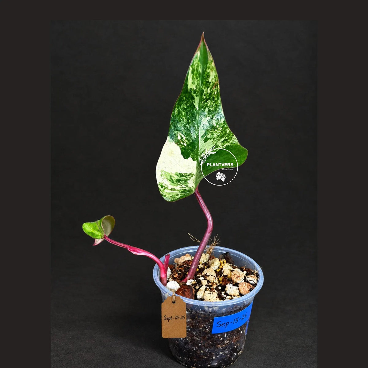 Philodendron Strawberry Shake Variegated (Sep-15-26)