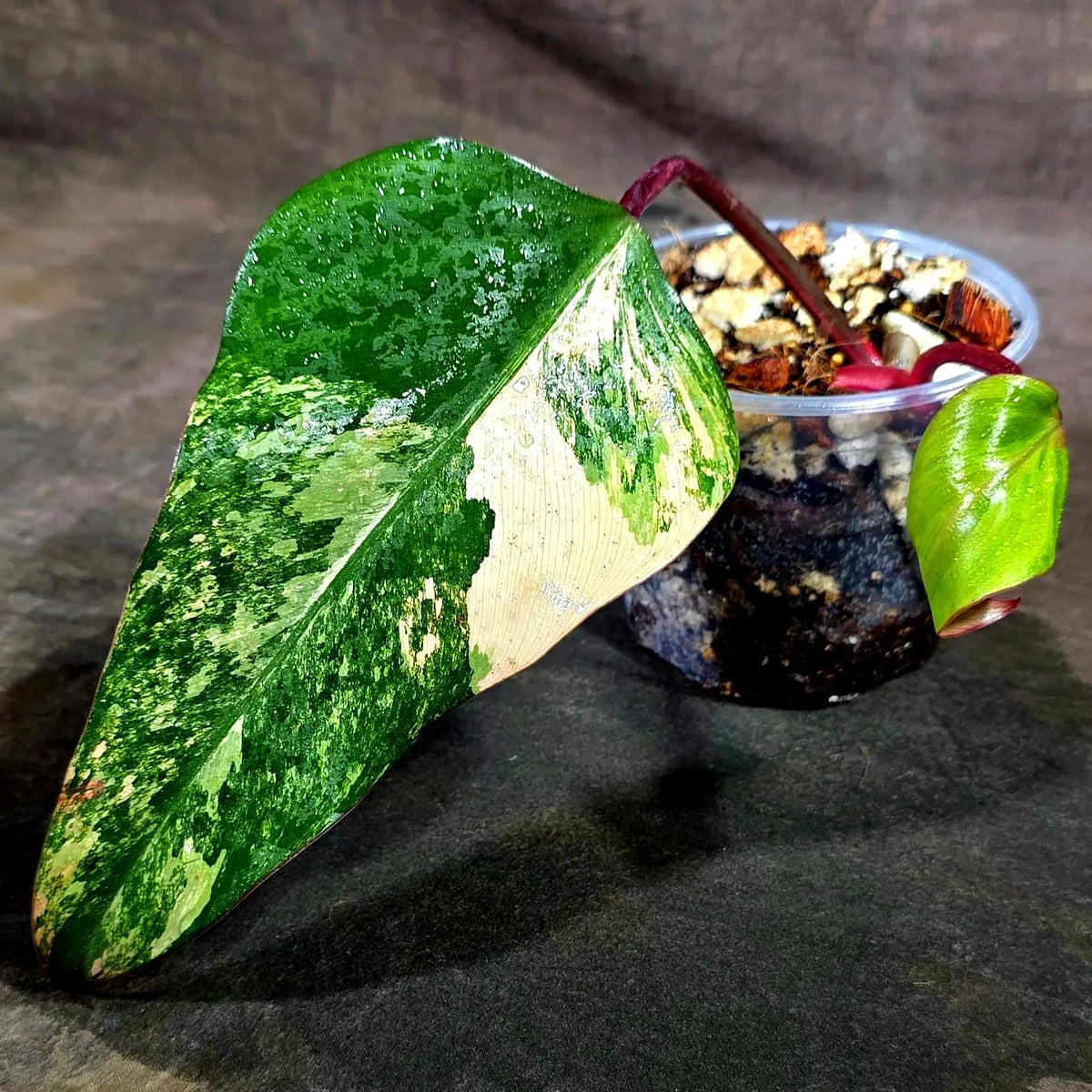 Philodendron Strawberry Shake Variegated (Sep-15-26)