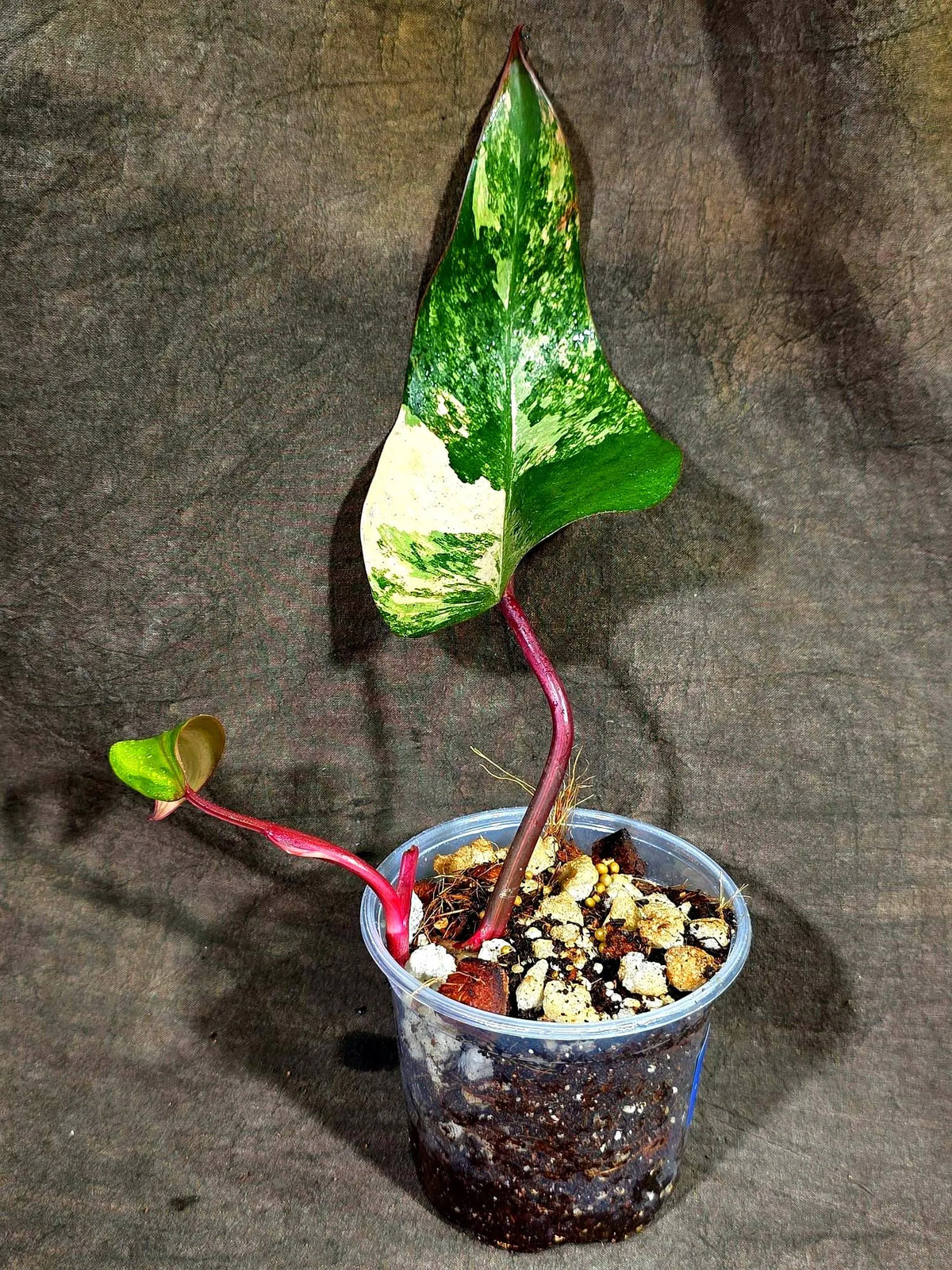 Philodendron Strawberry Shake Variegated (Sep-15-26)