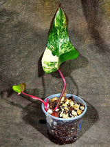 Philodendron Strawberry Shake Variegated (Sep-15-26)