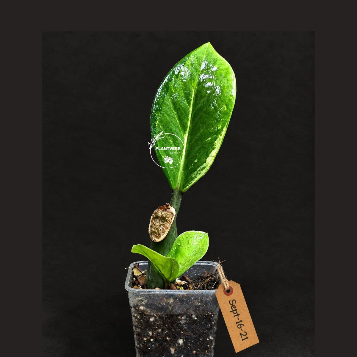 Variegated ZZ Gold Live Plant - Zamioculcas Zamiifolia (Sep-16-21)