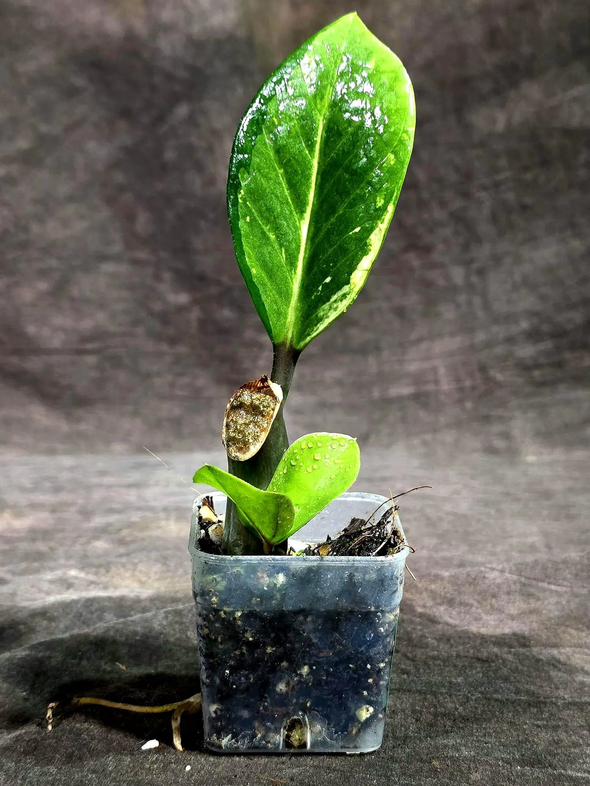 Variegated ZZ Gold Live Plant - Zamioculcas Zamiifolia (Sep-16-21)