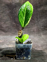 Variegated ZZ Gold Live Plant - Zamioculcas Zamiifolia (Sep-16-21)