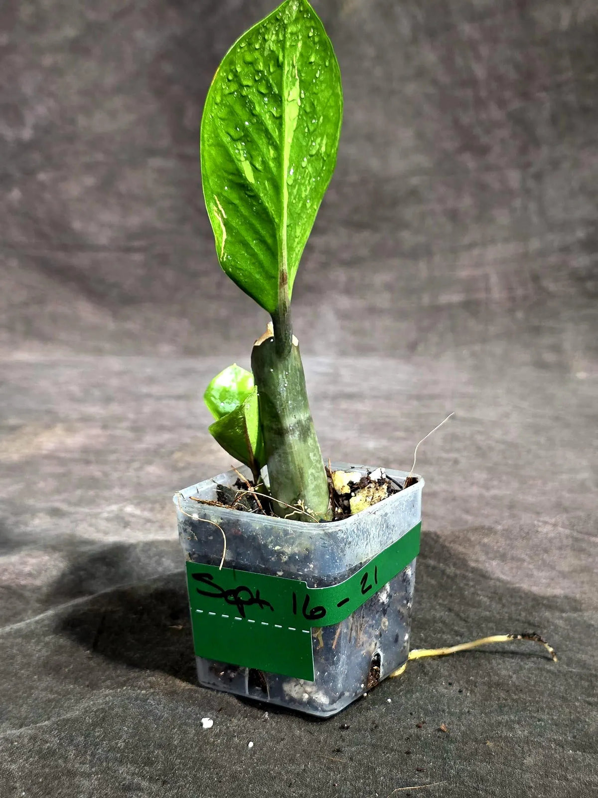 Variegated ZZ Gold Live Plant - Zamioculcas Zamiifolia (Sep-16-21)