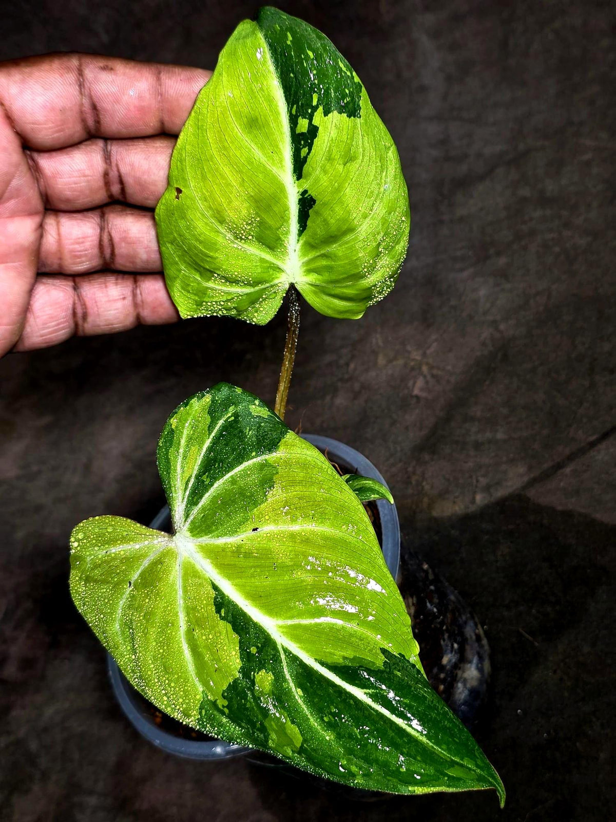 Philodendron Gloriosum Tricolor Variegated (Sep-16-22)