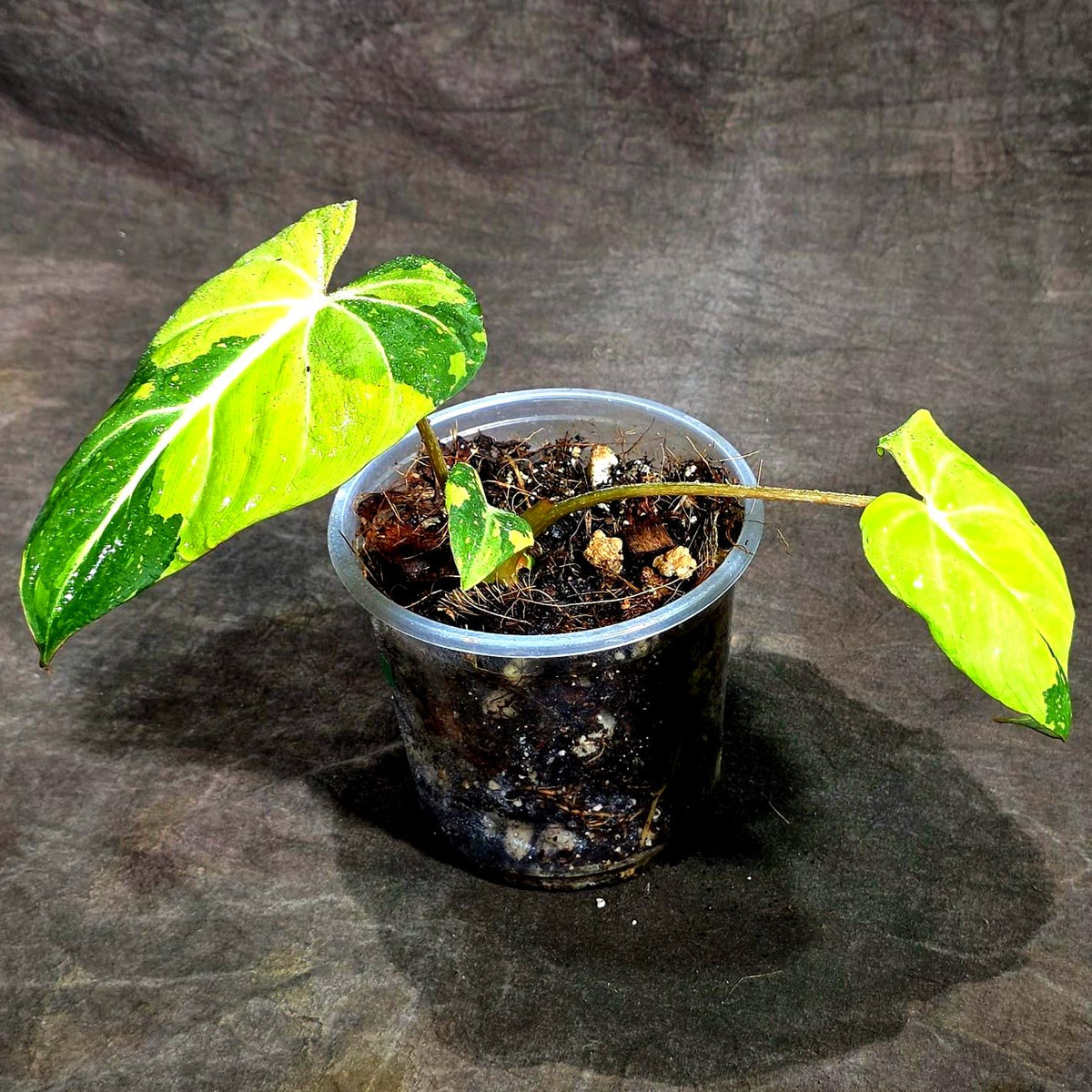 Philodendron Gloriosum Tricolor Variegated (Sep-16-22)