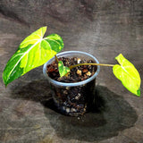 Philodendron Gloriosum Tricolor Variegated (Sep-16-22)