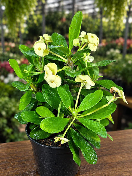 Yellow Crown of Thorns Live Plant in 5" Nursery Pot - Euphorbia Milii - Yellow Flowering Succulent - Easy Care Plant