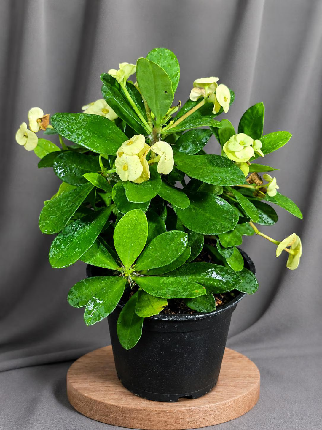 Yellow Crown of Thorns Live Plant in 5" Nursery Pot - Euphorbia Milii - Yellow Flowering Succulent - Easy Care Plant