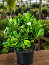 White Crown of Thorns Live Plant in 5" Nursery Pot - Euphorbia Milii - White Flowering Succulent - Easy Care Plant