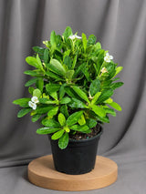 White Crown of Thorns Live Plant in 5" Nursery Pot - Euphorbia Milii - White Flowering Succulent - Easy Care Plant