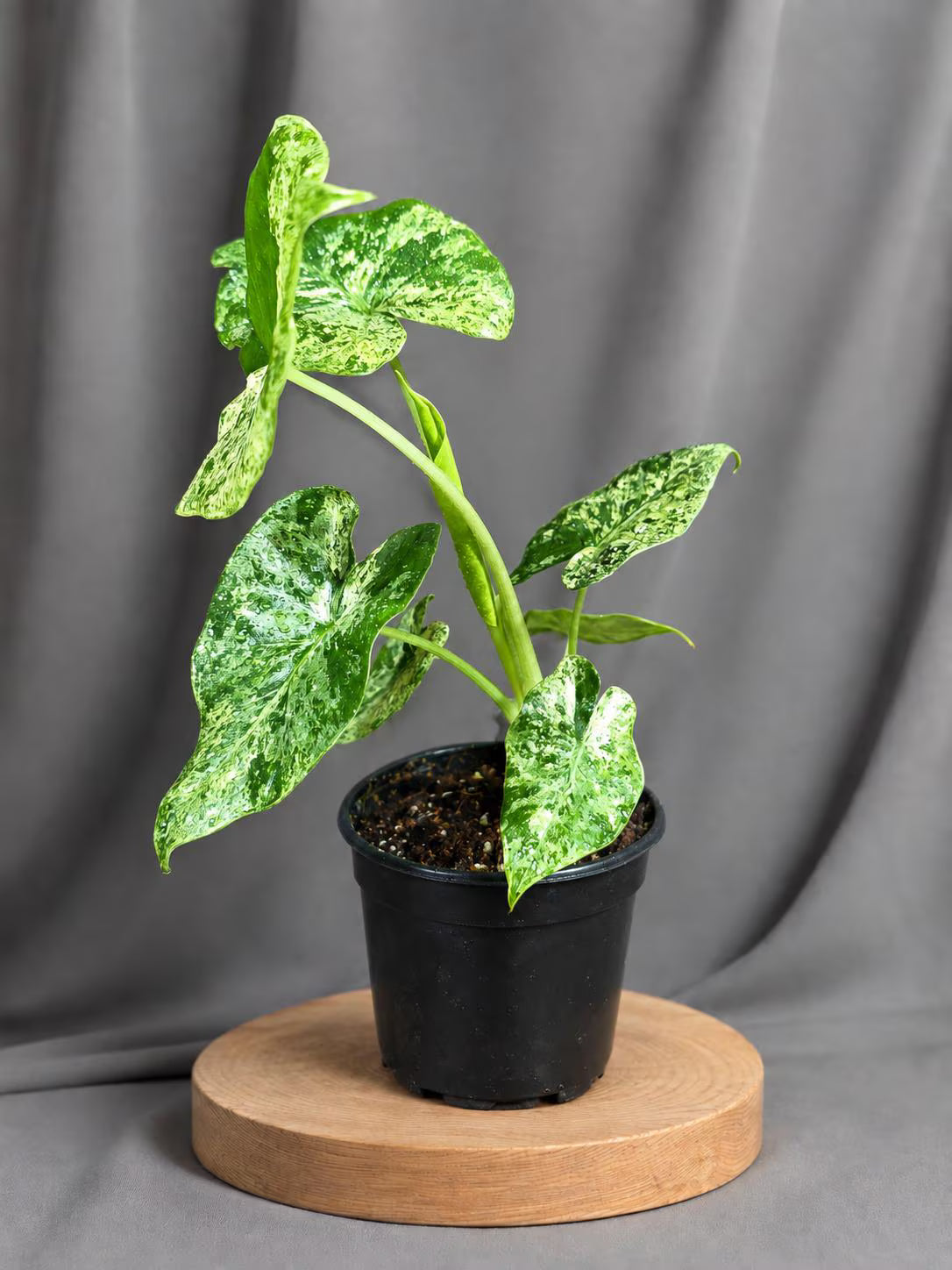 Variegated Alocasia Odora Batik Blizzard Live Plant in 4" Nursery Pot - Rare Alocasia - Variegated Elephant Ear