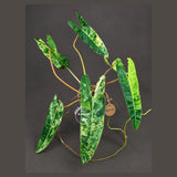 Philodendron Billietiae Variegated - Rare Houseplant - Tropical Vine - Large Levaes Plant - Exact Same Plant - Us Seller